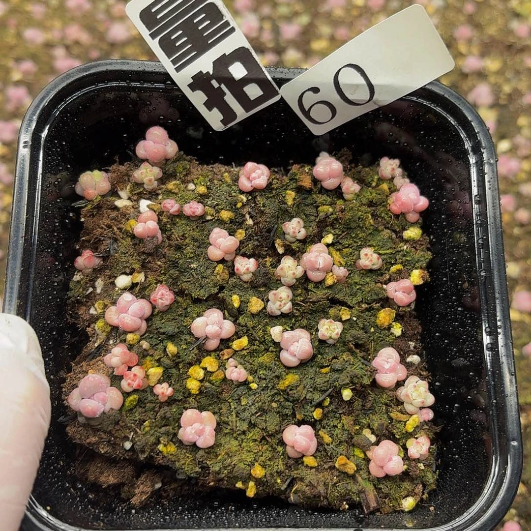 多肉植物多肉植物60量拍