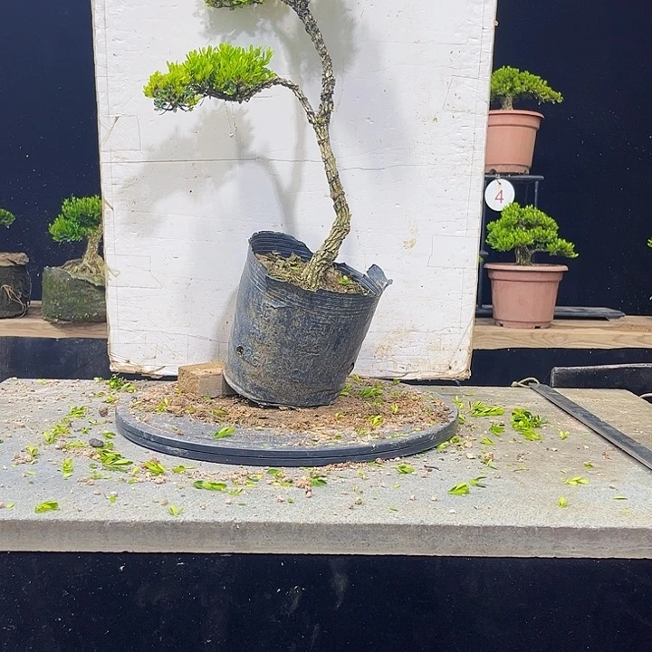 无花朵黄杨盆景四季常绿