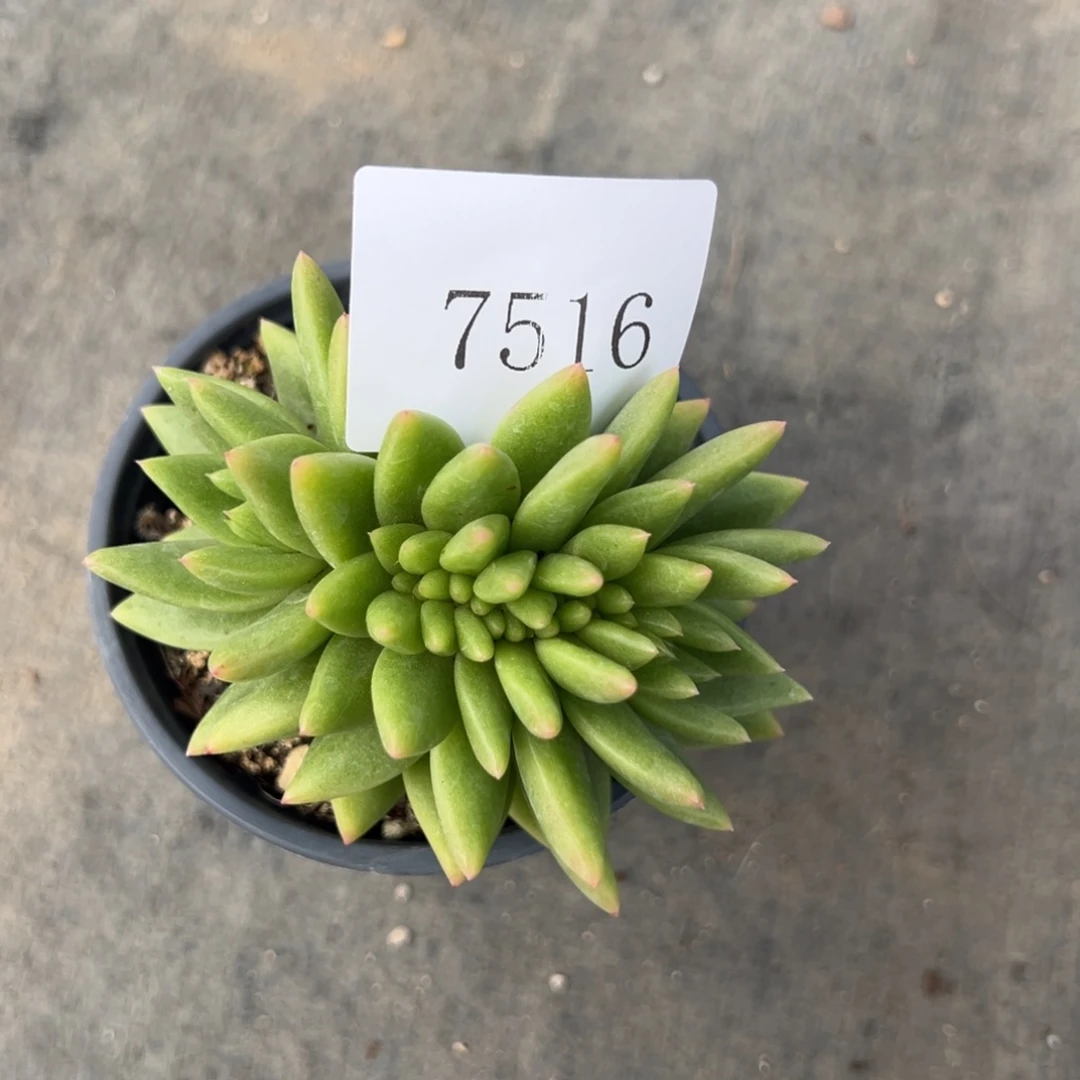 今**?7516多肉多多多多