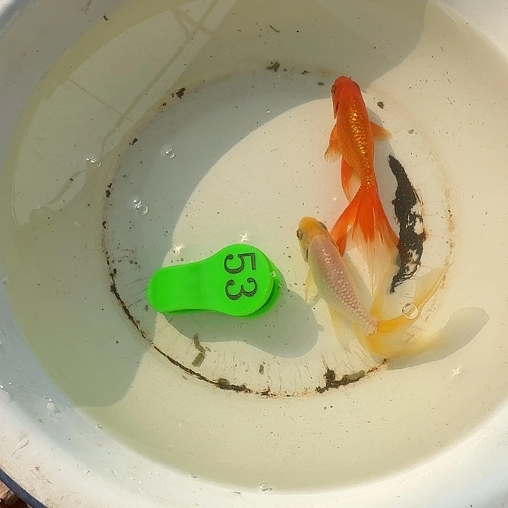 海水鱼金鱼包邮包活到家
