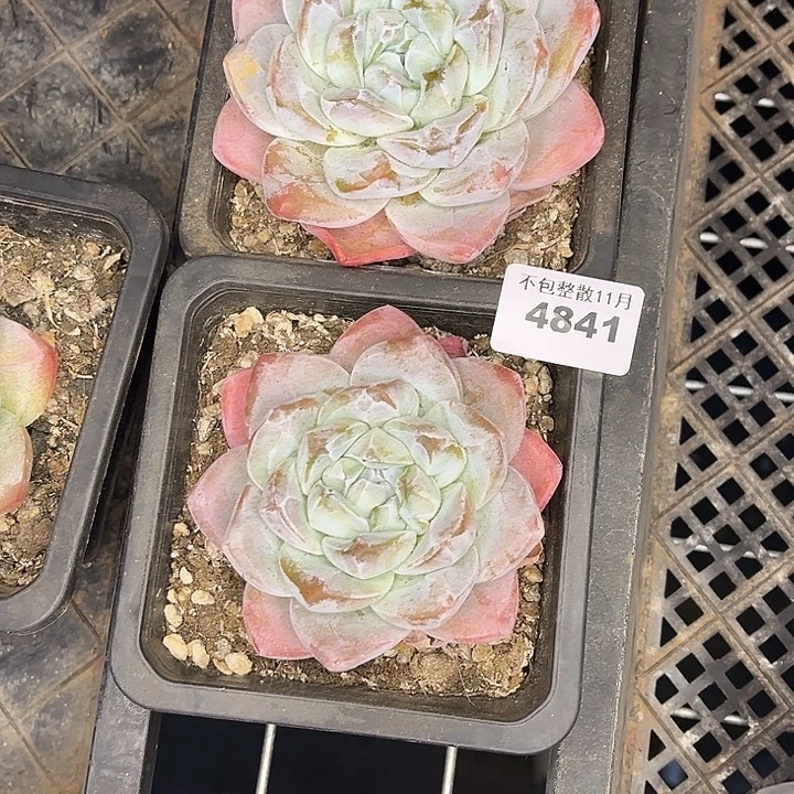 阿雅园艺。      4841冰玉两颗