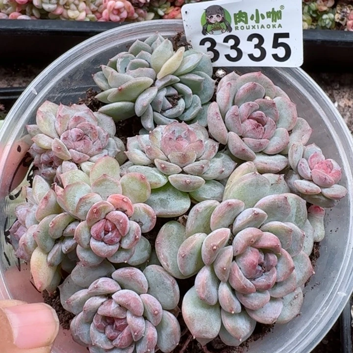 多肉植物多肉植物