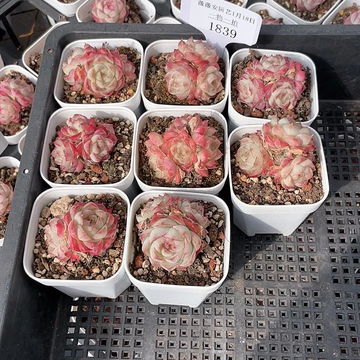 薇薇安园艺多肉1839