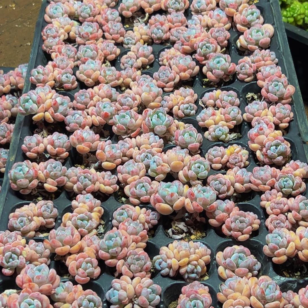 钱***）070多肉的小龙虾都有吃过