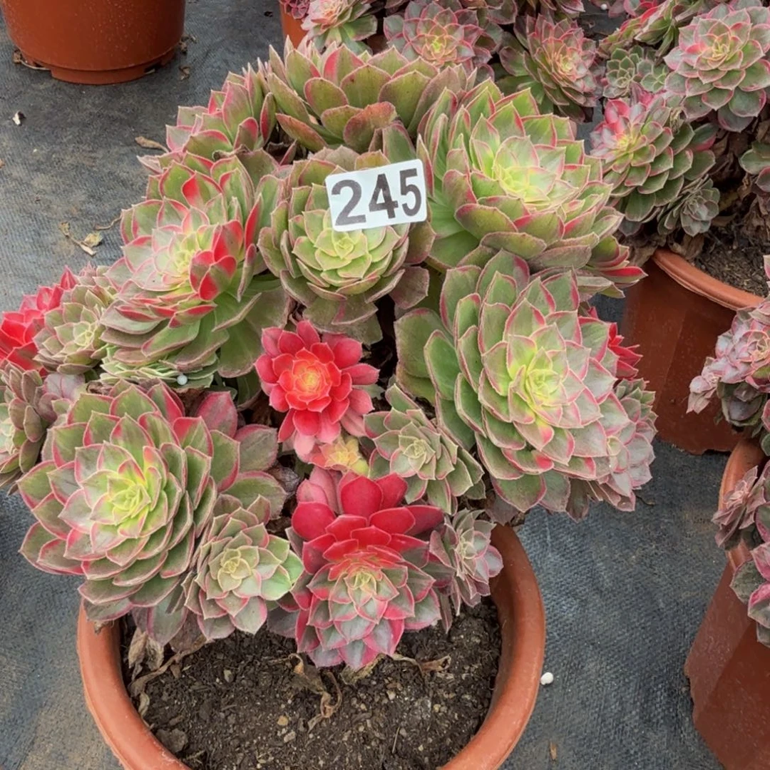 245多肉植物多肉植物