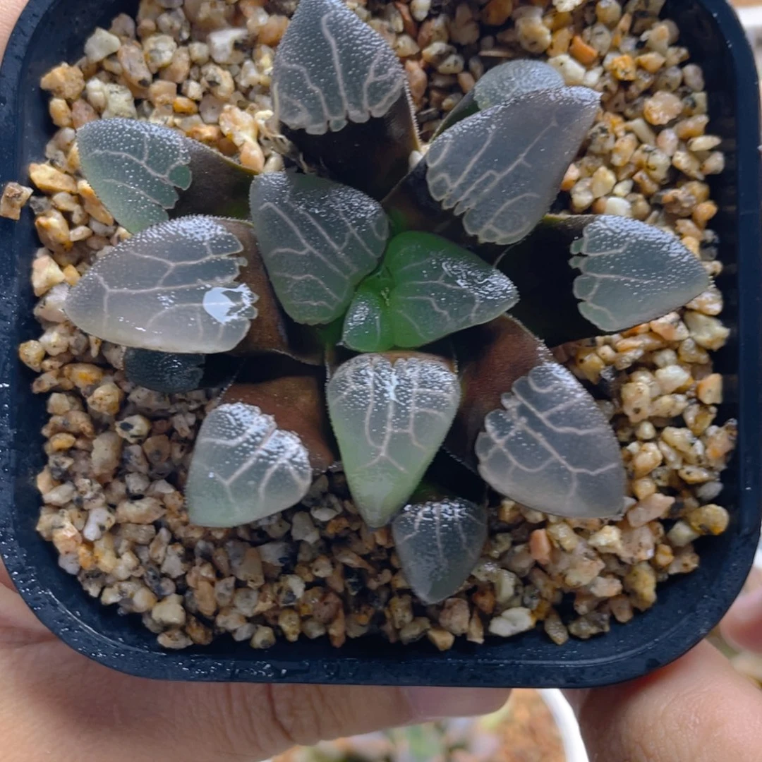 23.十二卷jp实生克。