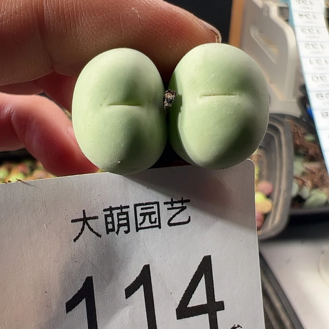 一物一拍。          114
