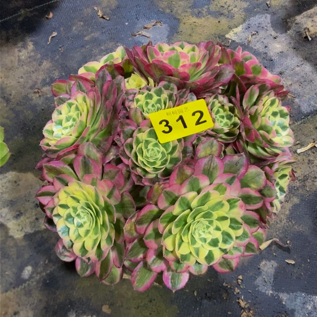 ?****俊多肉0000312玉芙蓉