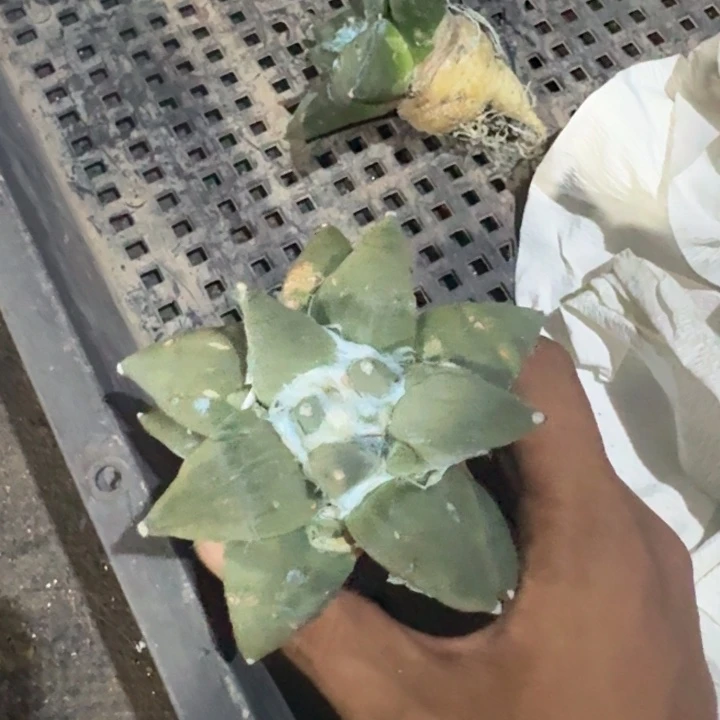 牡丹实生仙人球