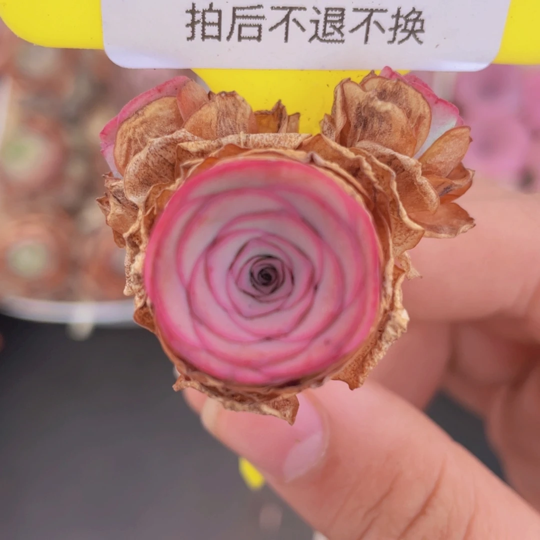 山地玫瑰594满38包邮裸根发货