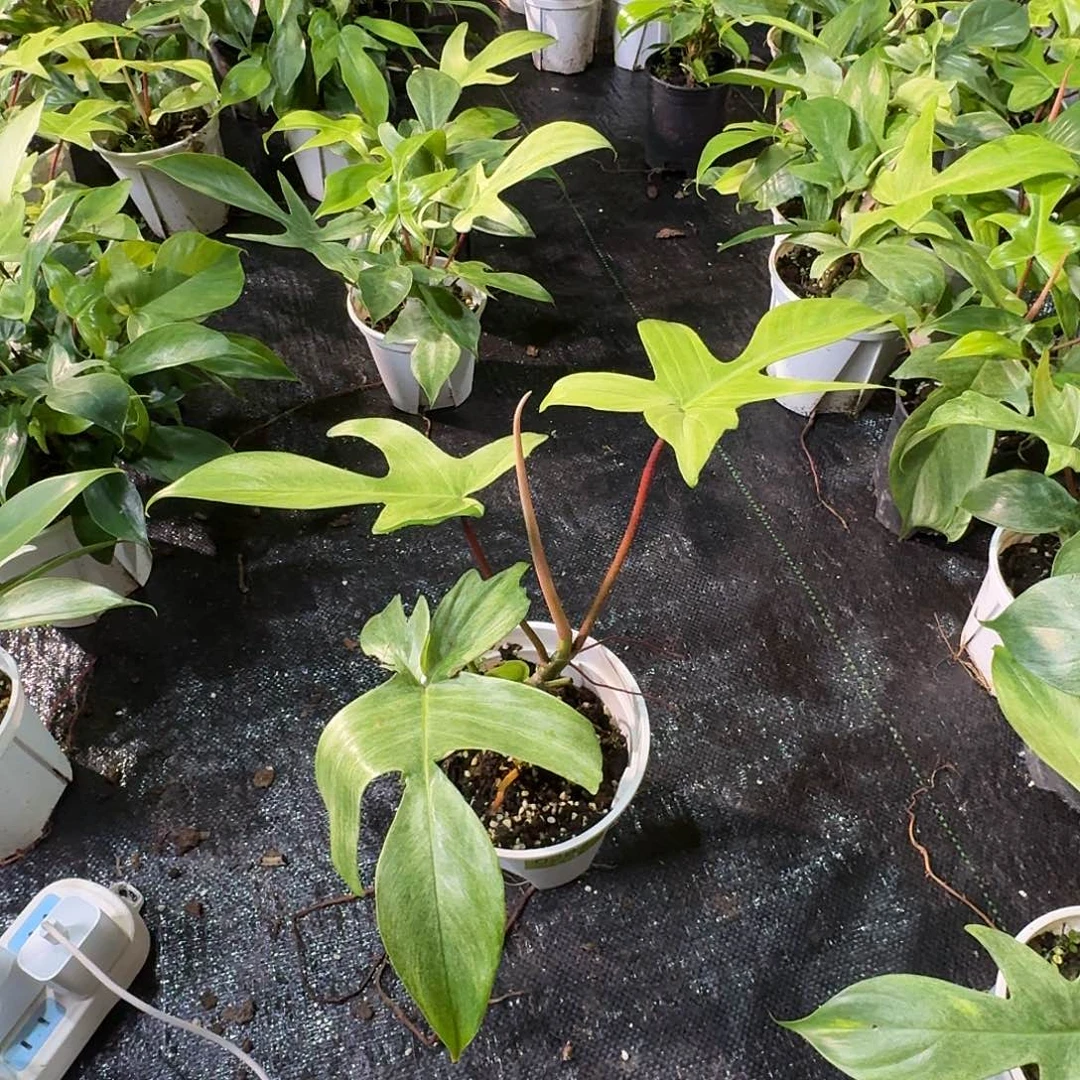 浮***杰完全开放0287幽灵飞机