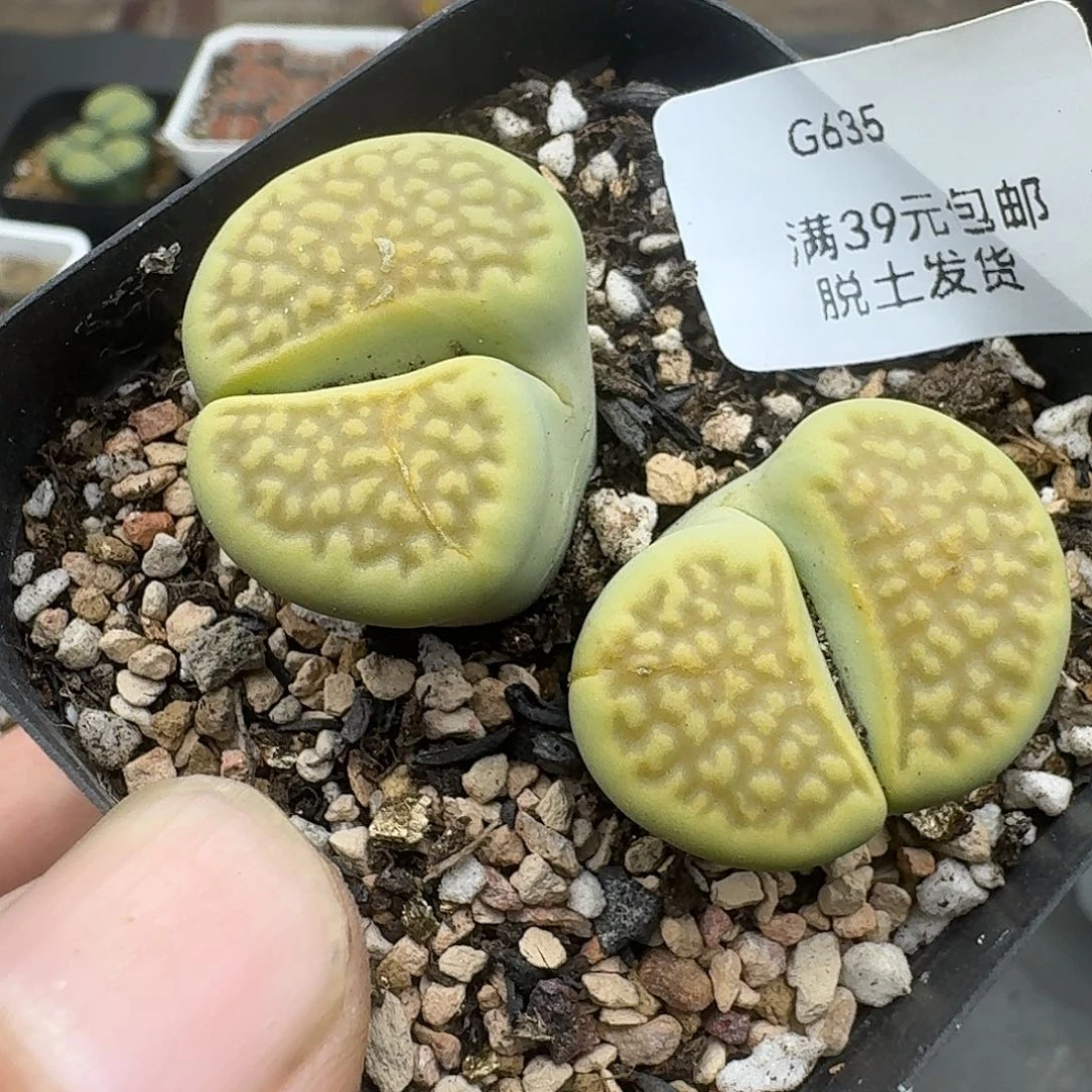 635多肉哈哈哈哈哈哈