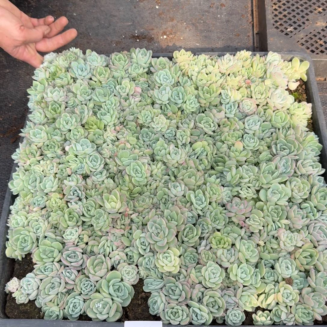 糖心多肉一物一拍14-47