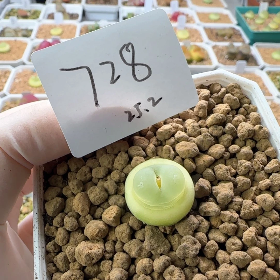 甜*花多肉肉的2025-728