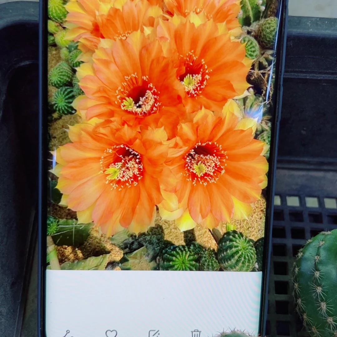 下71彩草彩虹歪无根侧芽4公分左右20包邮