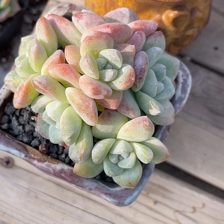 带盆发货多肉植物