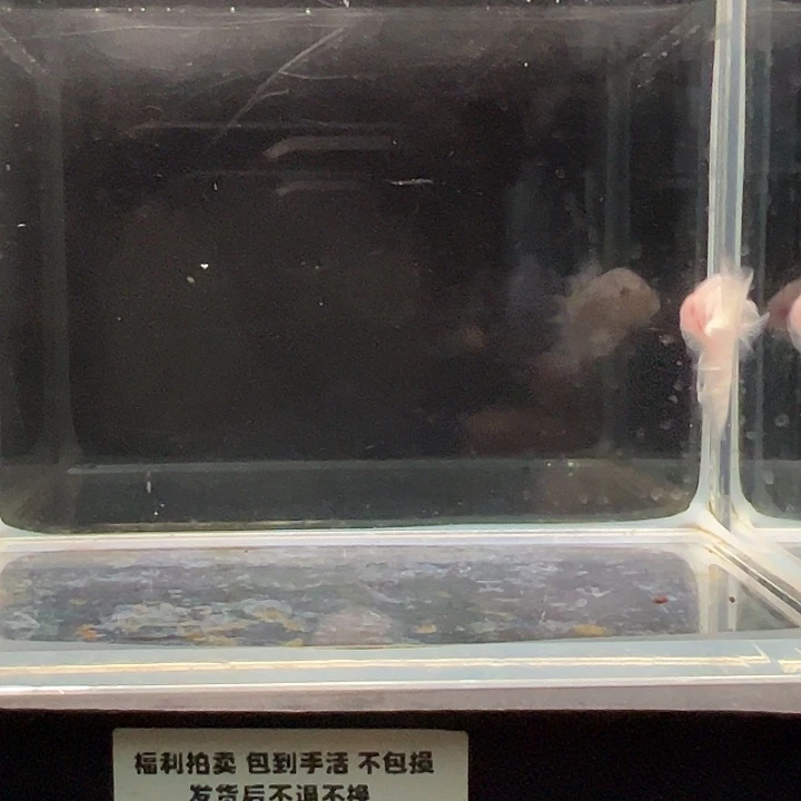 斗鱼一单包邮8日72