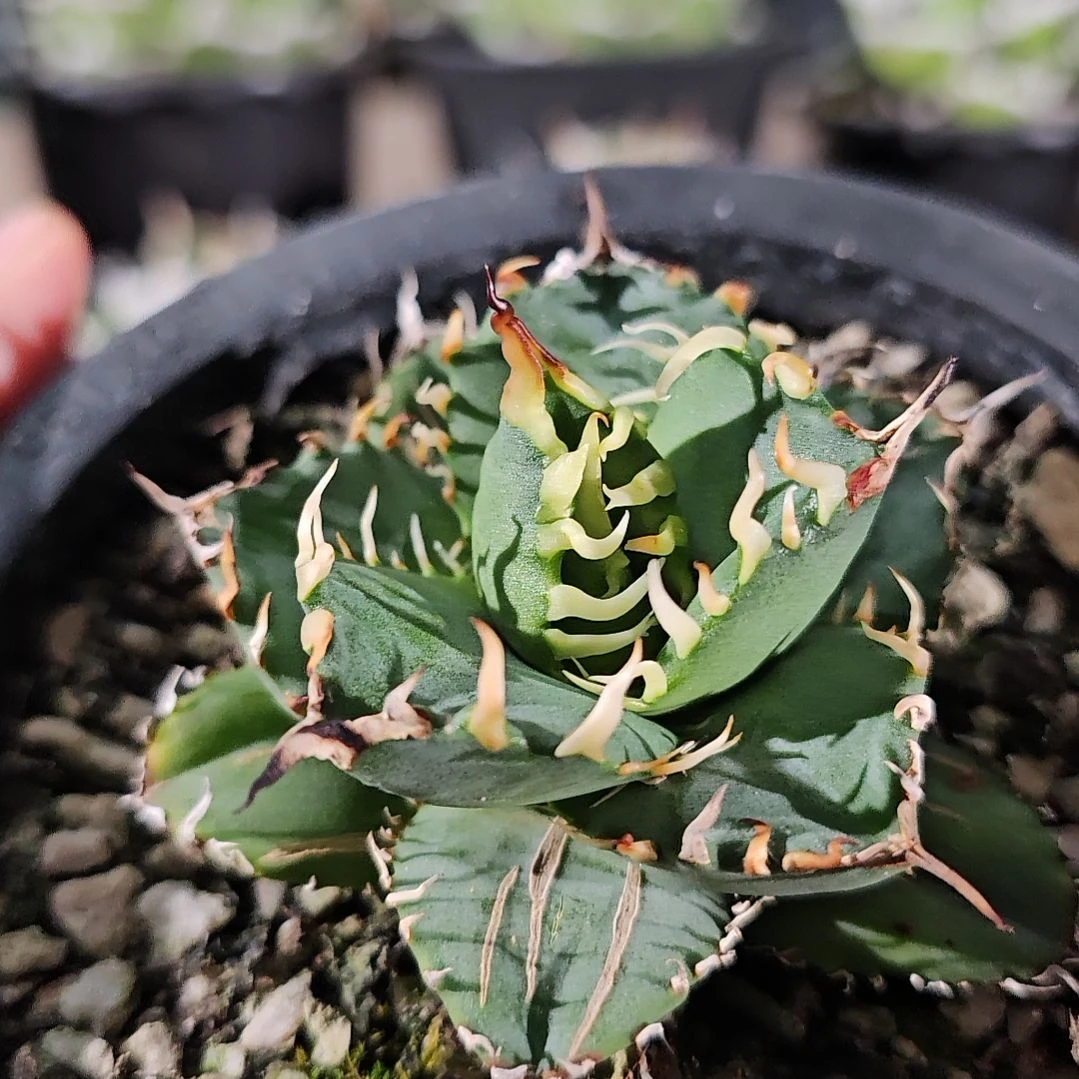 7折后价：水 小亚成 基因保证 非组培 源头基地直发