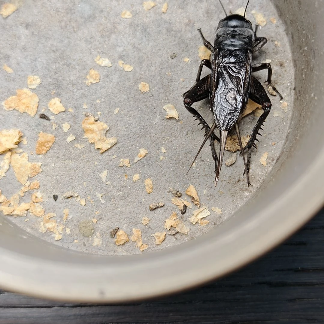 蟋蟀歪门邪调 浩浩90