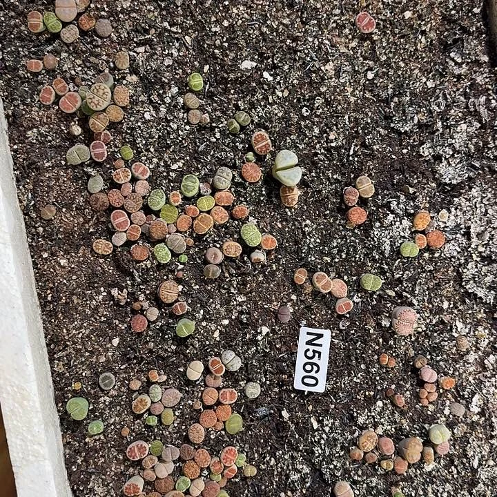 生560石花整筐脱土发货