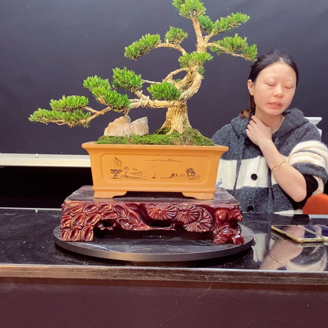 无花朵黄杨盆景园林