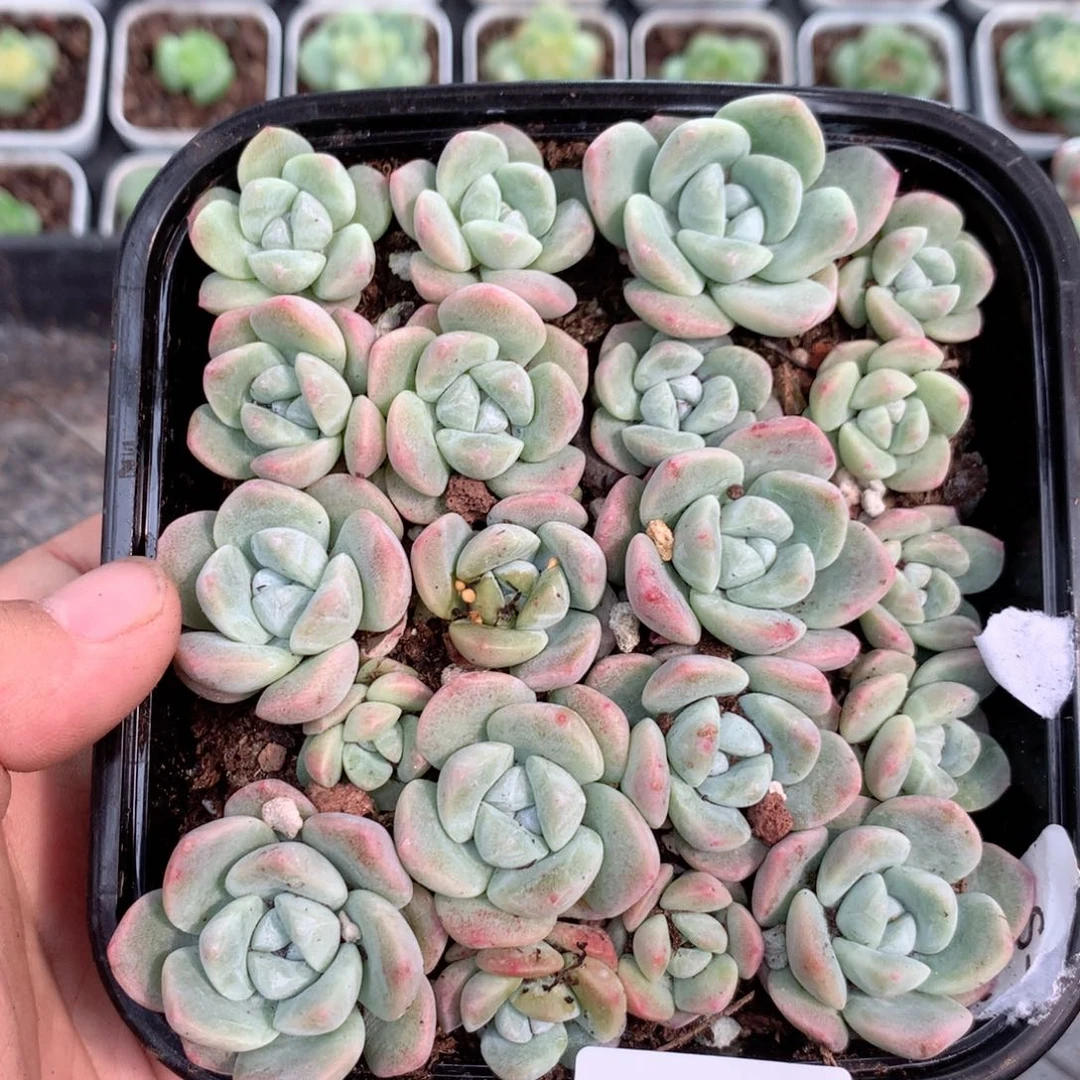 无花朵R171英语英语