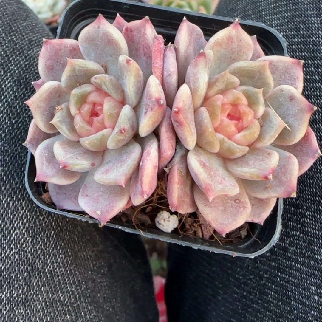 小卡拉米糖心一物一拍