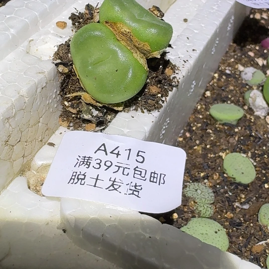 虾***米415多肉哈哈哈哈哈哈哈