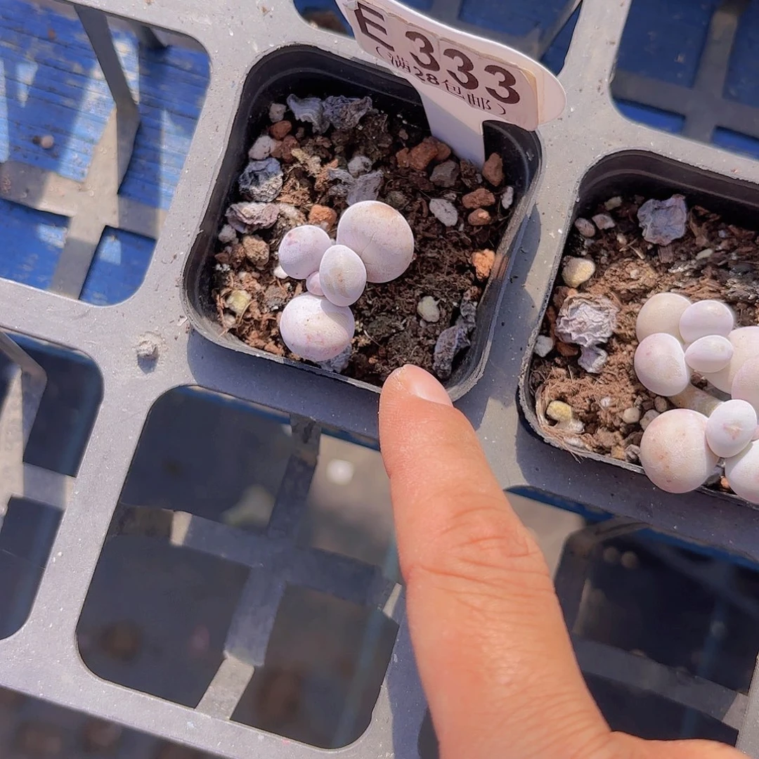 E333奶酪一物一拍