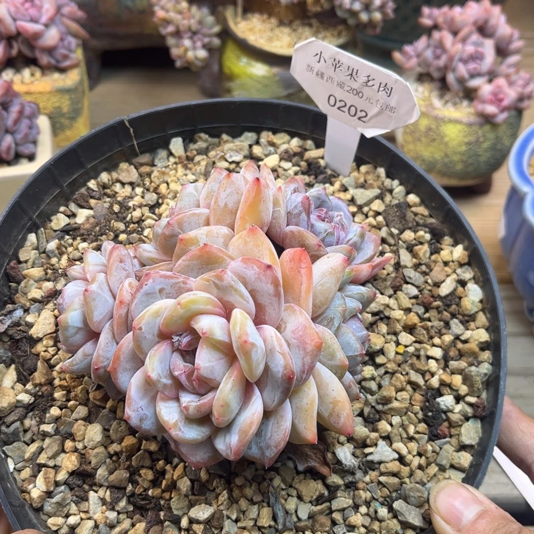 黄底紫心202/11cm5头