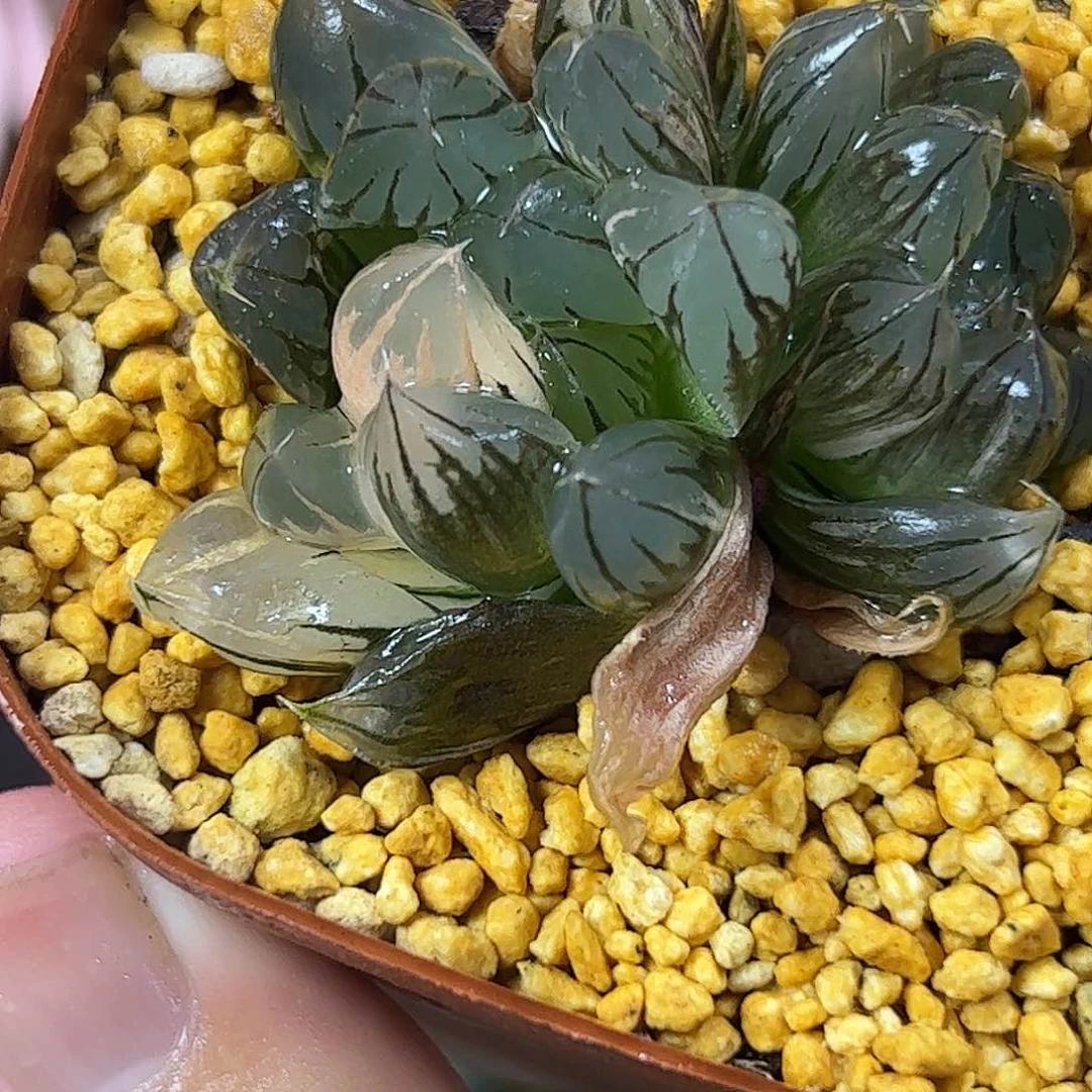 水晶锦十二卷多肉植物