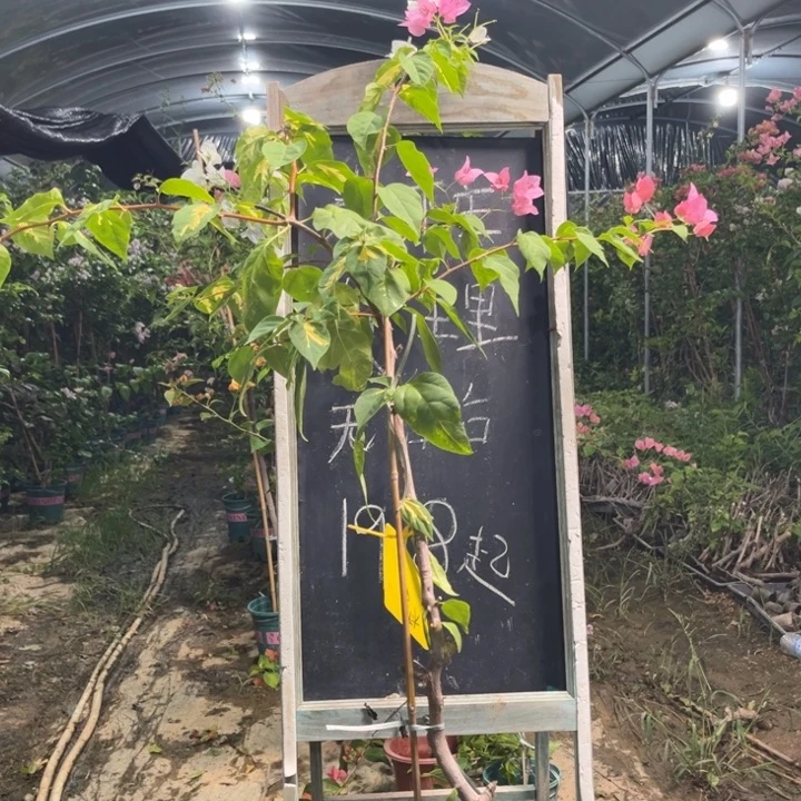 无花朵三角梅三角梅12