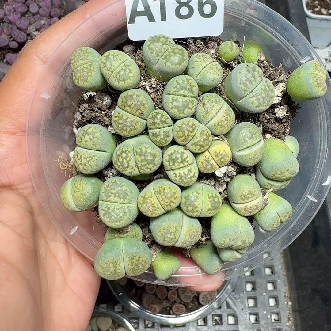 186多肉植物多肉植物