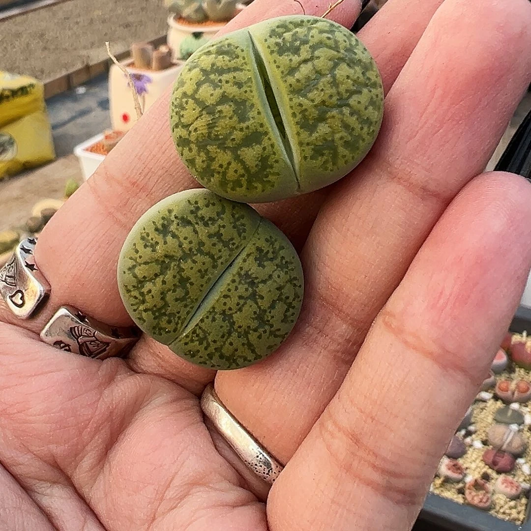 完全开放荧光绿两颗