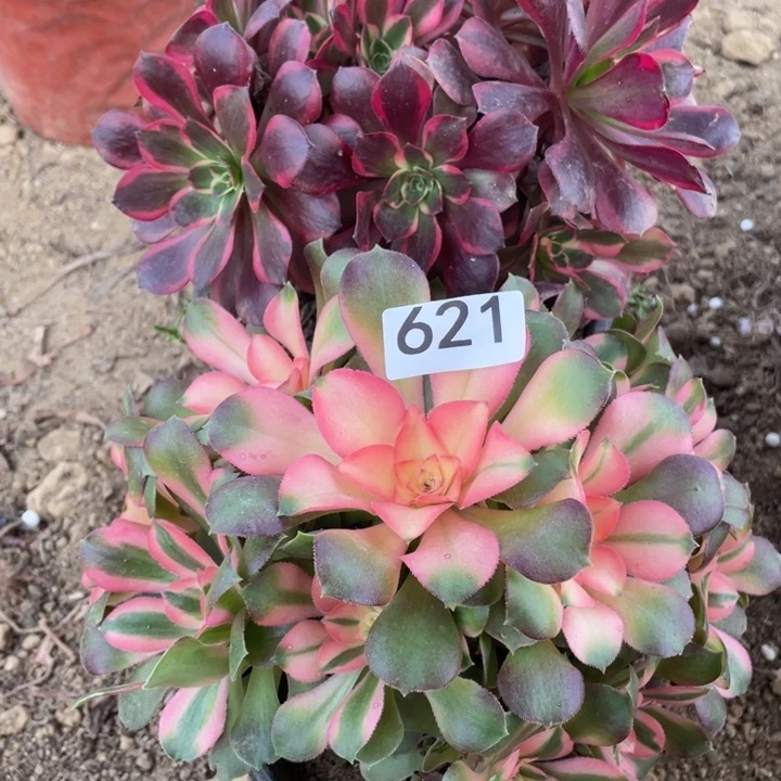 完全开放621多肉植物组合无售后