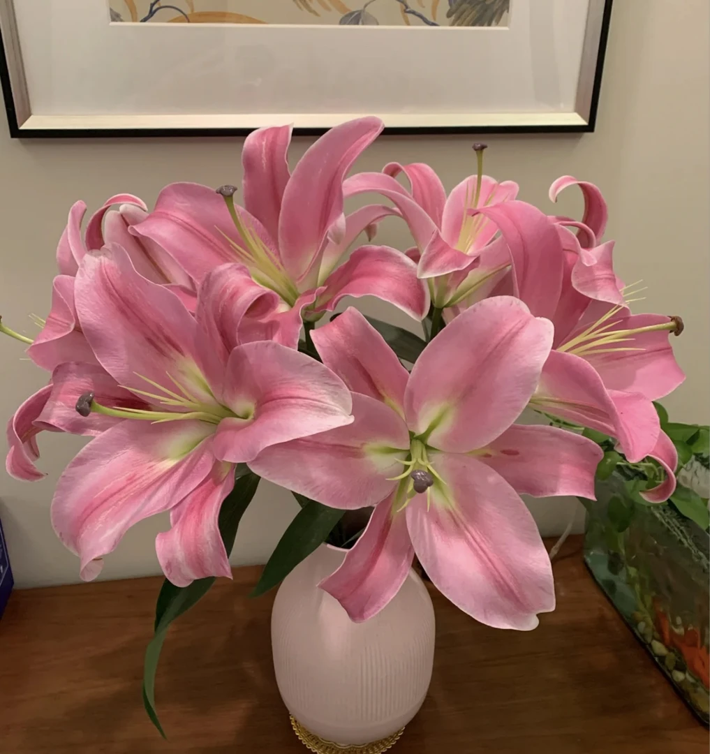 【普拉芬多 3支多头保12头】拍两单鲜花升级冷链 只拍一单20%不售后