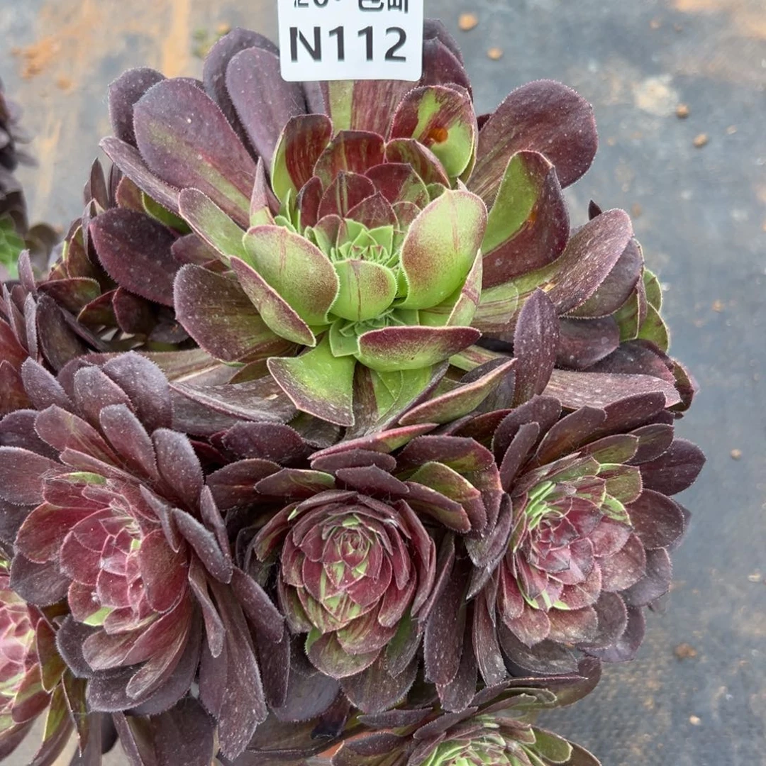 112花月夜，满20包邮