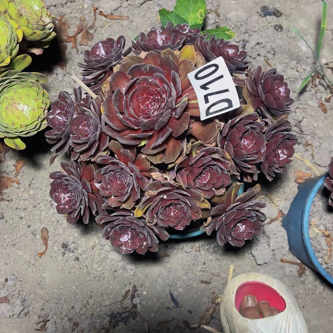 千面男爵法师13/—48包邮