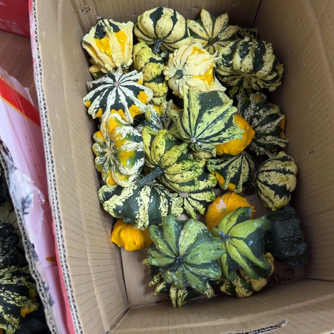 灵**卉葫芦啊啊啊啊啊啊啊啊啊啊啊啊