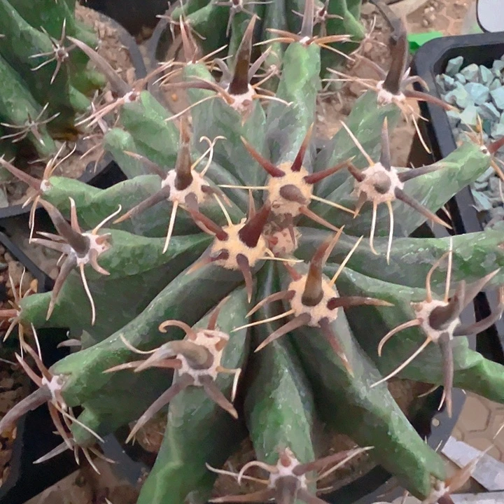 短豪刺雎鸠玉。实生。