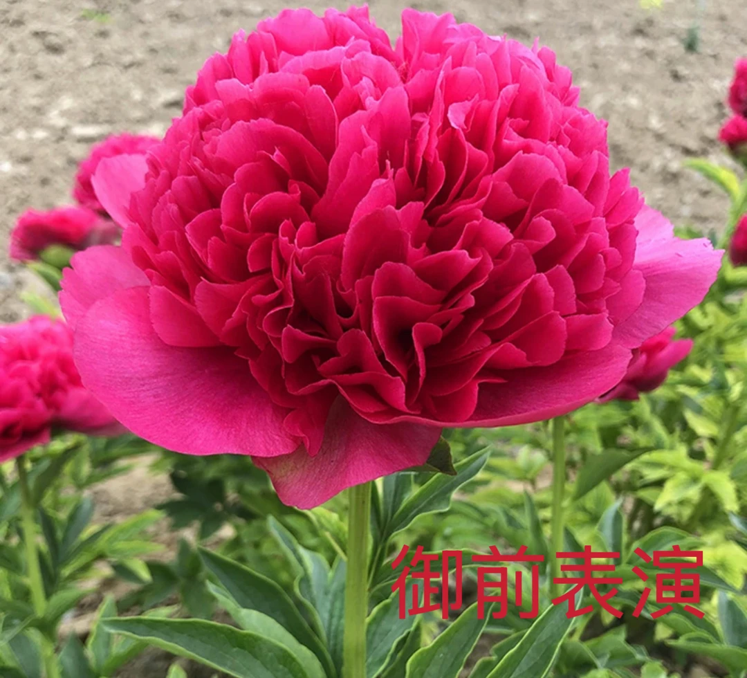 【御前表演】芍药花秋后栽种地栽盆栽