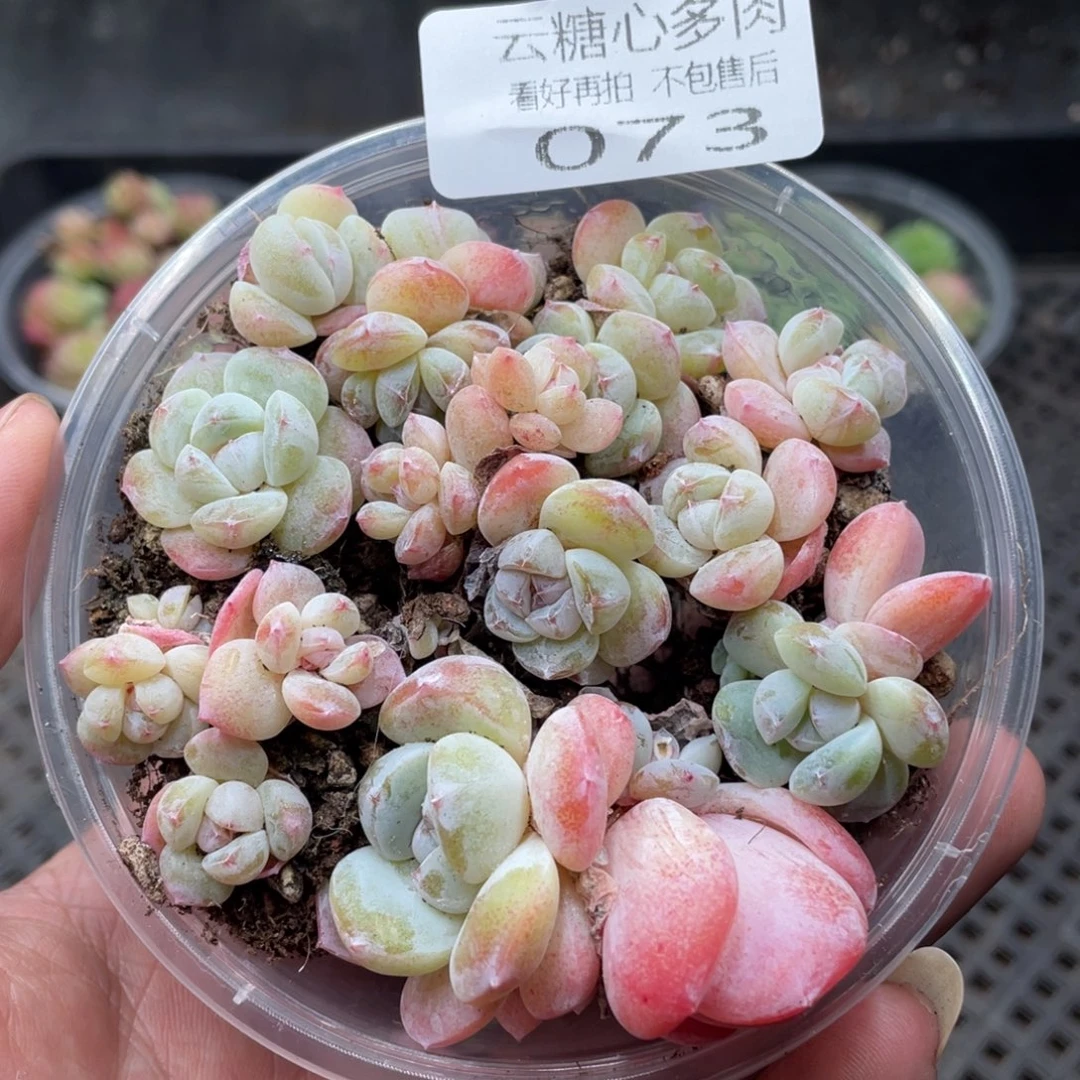 云糖心多肉植物73
