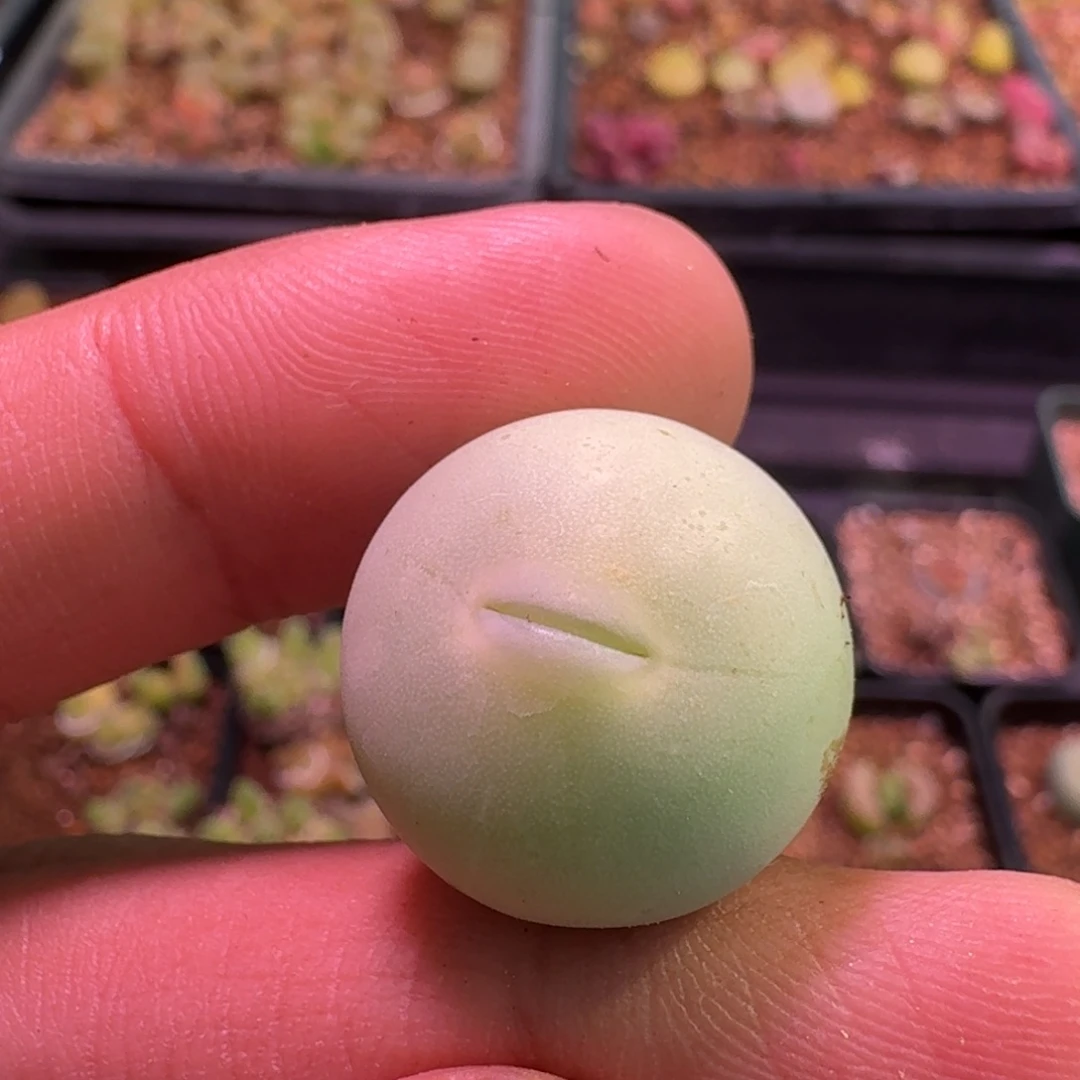 云缦精品番杏18.18 玻尿酸嘴鸽子蛋