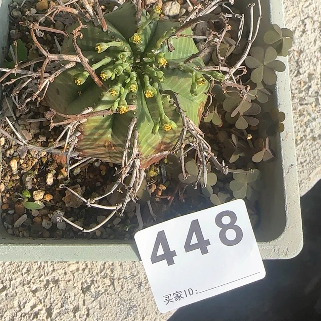 【闪购商品】o*e块根植物布纹球