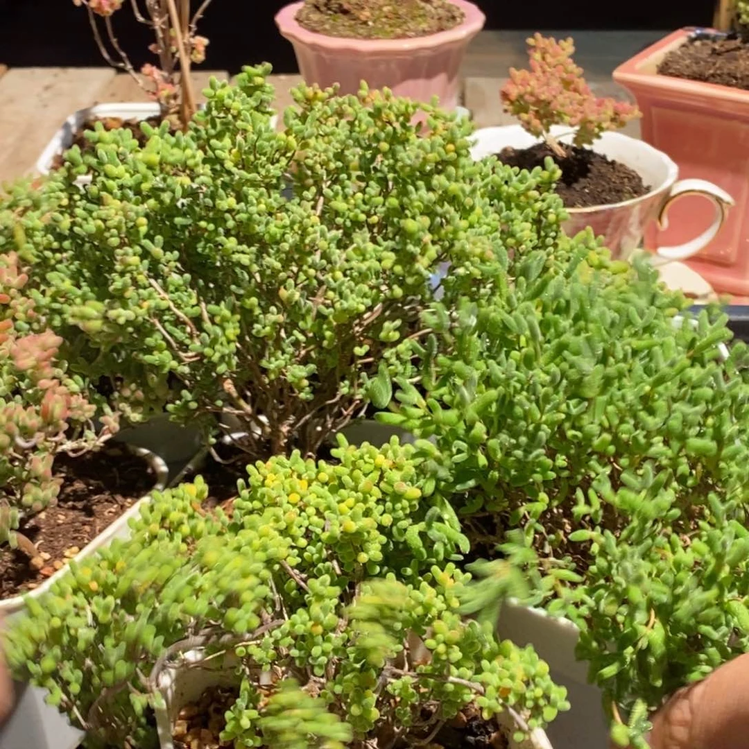 枝干番杏多肉植物383