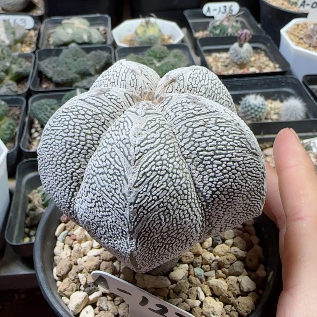 用****3实生v字恩冢多肉