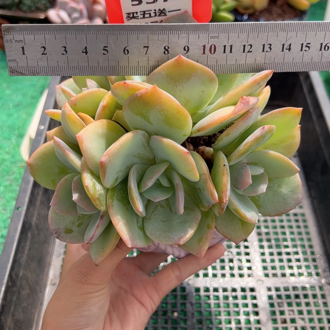表妹精品多肉植物537.