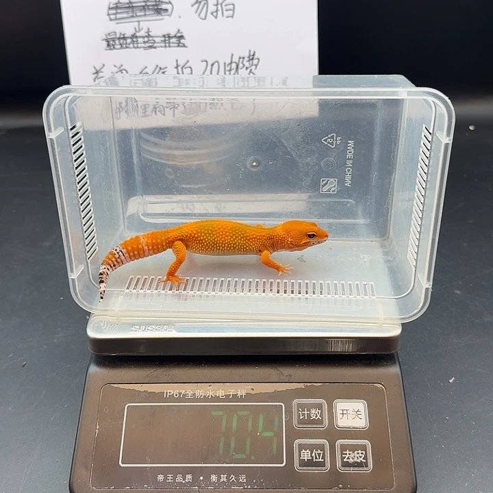 豹纹守宫血蜜橘妹妹