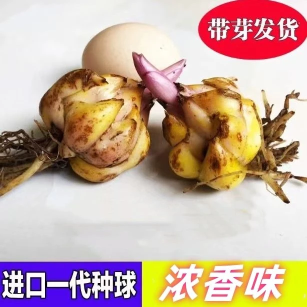 【带香味】进口香水百合花种球带芽浓香大花耐寒四季可种植观花植物