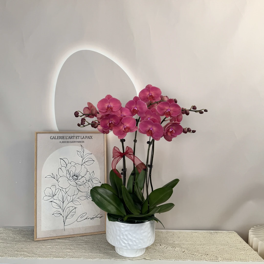 【金砖】蝴蝶兰复古正红色 乔迁新居送人送礼 客厅卧室装饰花